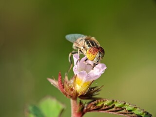 Yellow-headed flies land on pink flowers