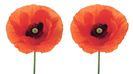 Obraz premium Vibrant Red Poppies Blooming with Delicate Petals Against a Clean White Background