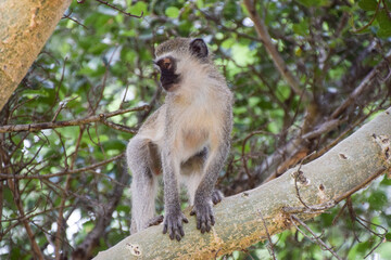 A vervet monkey on a tree in a nature reserve in Africa
