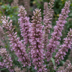 Fototapeta premium Selective closeup of Thymus sprouting plant in a garden