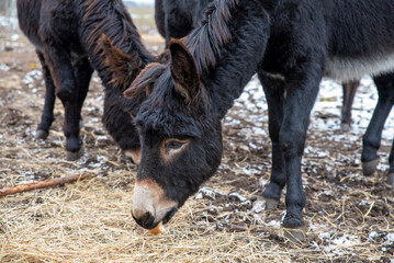 Donkeys feeding on hay in a snowy rural area during winter