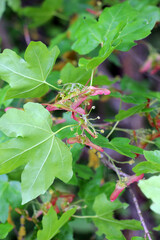 The fruit is a field maple (Acer campestre)