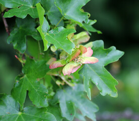 The fruit is a field maple (Acer campestre)