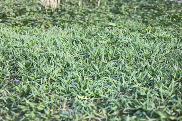 green grass background