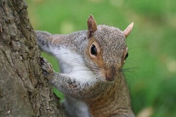 Squirrel in Hyde Park, London, England