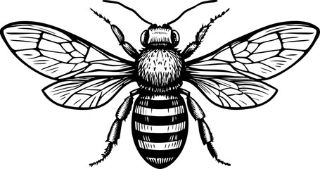 Honey bee with intricate details, showcasing its wings, legs, and striped body in a realistic style sketch engraving vector