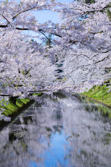 美しい弘前の桜