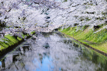 美しい弘前の桜