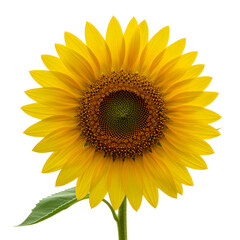 Fototapeta premium Yellow sunflower with detailed petals and intricate center pattern, isolated on a white background.