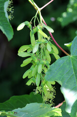 Pseudo-sycamore maple (Acer pseudoplatanus) growing in nature