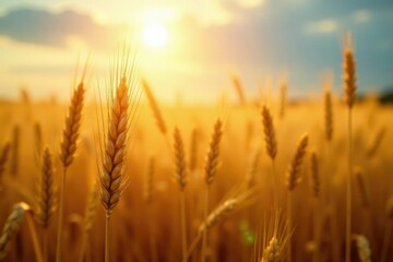 Fototapeta premium Soft rays of sunlight filter through wheat stalks, light filtering, photography, grain