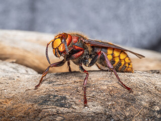 Seitliche Nahaufnahme einer Hornissenkönigin (Vespa crabro) auf einem Holzstück.