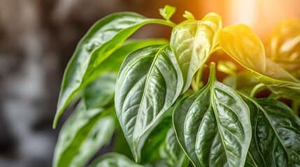 Obraz premium Closeup of Lush Green Leaves Glowing in Soft Light Against a Natural Background
