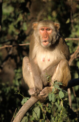 Singe macaque rhésus , Macaca mulatta