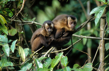 Fototapeta premium Singe capussin, Cebus apella, Perou