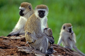 Naklejka premium Singe vervet, Cercopithecus aethiops, Kenya