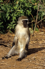 Singe vervet, Cercopithecus aethiops,  Kenya