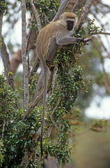 Singe vervet, Cercopithecus aethiops,  Kenya