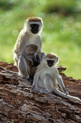 Singe vervet, Cercopithecus aethiops,  Kenya