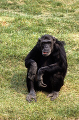 Singe chimpanzé, Pan troglodytes, Tanzanie