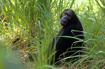 Singe chimpanzé, Pan troglodytes, Tanzanie