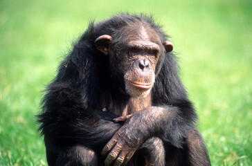 Singe chimpanzé, Pan troglodytes, Tanzanie