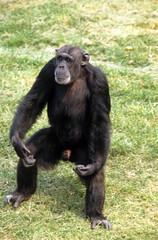 Singe chimpanzé, Pan troglodytes, Tanzanie