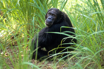 Singe chimpanzé, Pan troglodytes, Tanzanie
