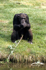 Singe chimpanzé, Pan troglodytes, Tanzanie