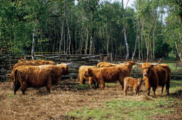 vache Highland, Marais Vernier, Eure, 27, Normandie, France