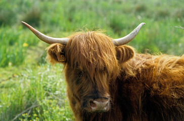 vache Highland, Marais Vernier, Eure, 27, Normandie, France