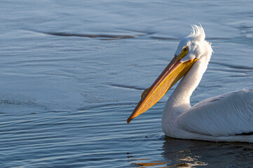 Closeup of an American white pelican swimming in a lake.