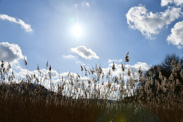 Gemeines Schilf mit Blendenfleck