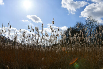 Gemeines Schilf mit Blendenfleck
