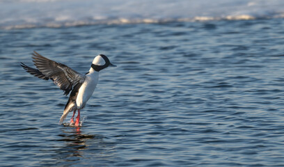 Bufflehead duck takes off from a lake.