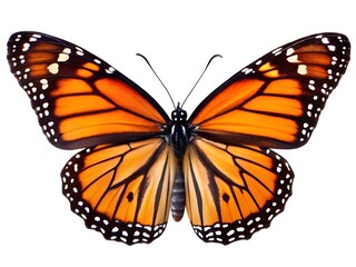 Fototapeta premium beautiful butterfly isolated on white