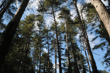 La foresta di Pino Larice di Fiorentini