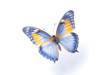 beautiful butterfly isolated on white