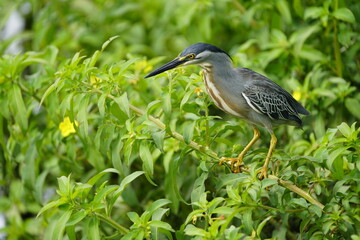 Green-backed bittern or little bittern (Butorides striata) Ardeidae family. Fortaleza Ceará, Brazil.