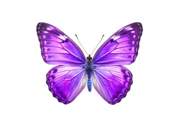 Obraz premium beautiful butterfly isolated on white