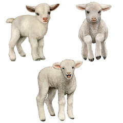 Fototapeta premium Watercolor realistic cute farm lamb