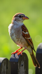 Naklejka premium Colorful songbird perched on a wooden fence with a blurred green background