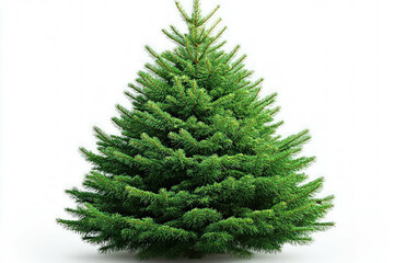 Pine Tree On A White Background