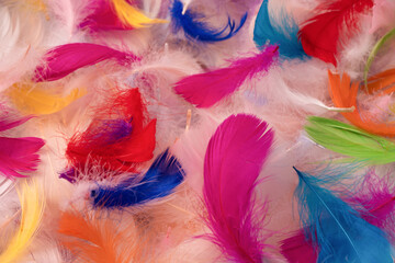 Colorful feather background, top view.