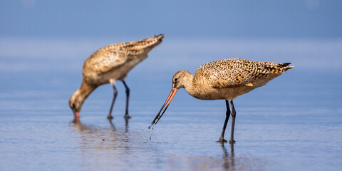 Marbled Godwit (Limosa fedoa) feeding along Washington Coast during Spring migration.