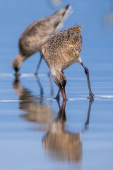 Marbled Godwit (Limosa fedoa) feeding along Washington Coast during Spring migration.