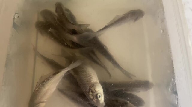 small fish for fishing swim in container