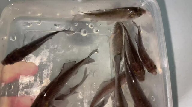 small fish for fishing swim in container