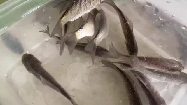 small fish for fishing swim in container