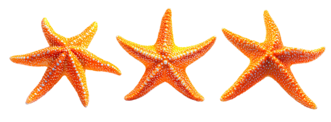 Set of bright orange starfish isolated on transparent background